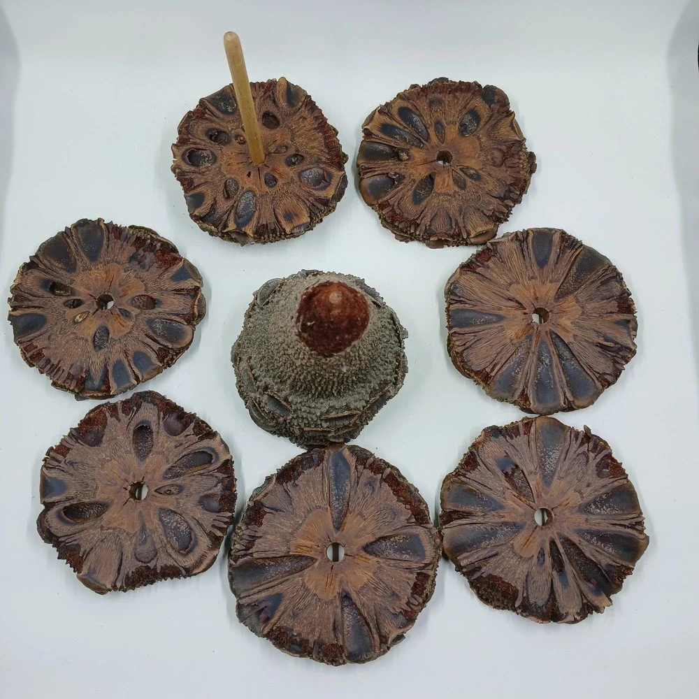 COASTERS Banksia Pod Set of 6 Brown‎